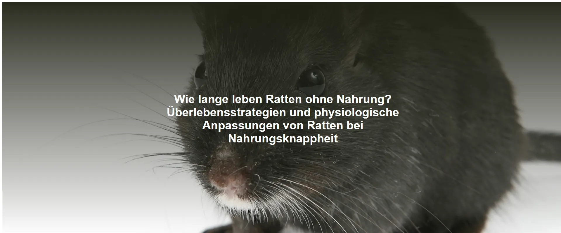Wie lange leben Ratten ohne Nahrung? Überlebensstrategien und physiologische Anpassungen von Ratten bei Nahrungsknappheit
