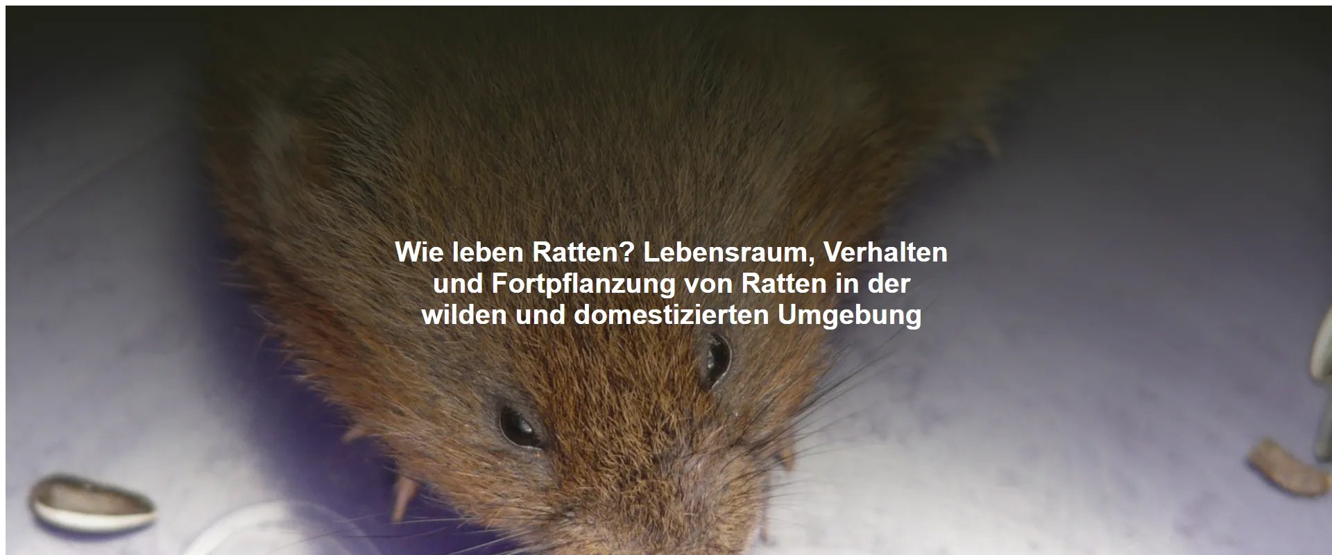 Wie leben Ratten? Lebensraum, Verhalten und Fortpflanzung von Ratten in der wilden und domestizierten Umgebung