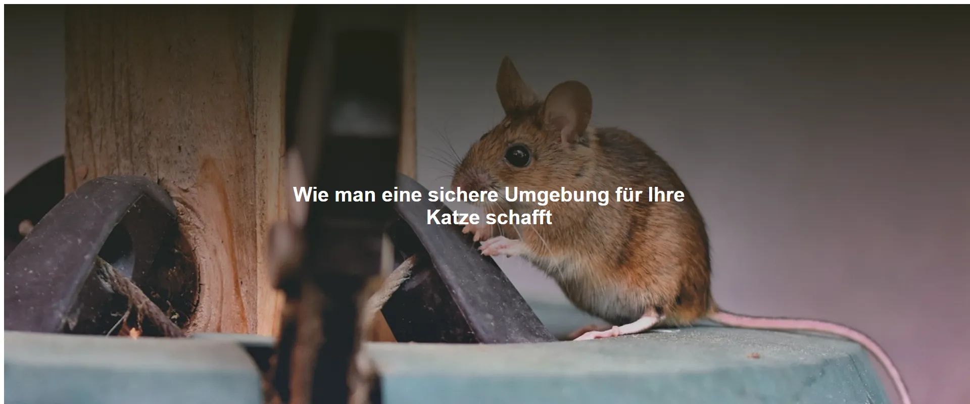 Wie man eine sichere Umgebung für Ihre Katze schafft