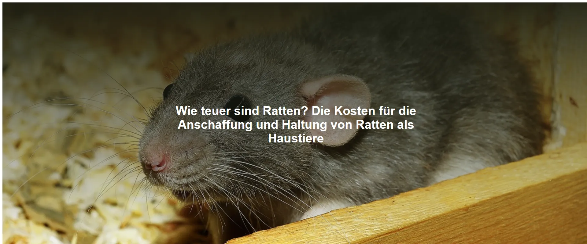 Wie teuer sind Ratten? Die Kosten für die Anschaffung und Haltung von Ratten als Haustiere
