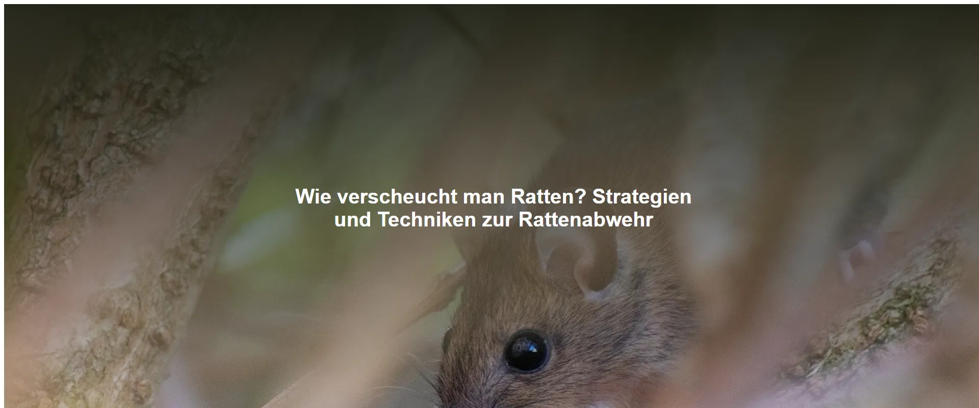 Wie verscheucht man Ratten? Strategien und Techniken zur Rattenabwehr
