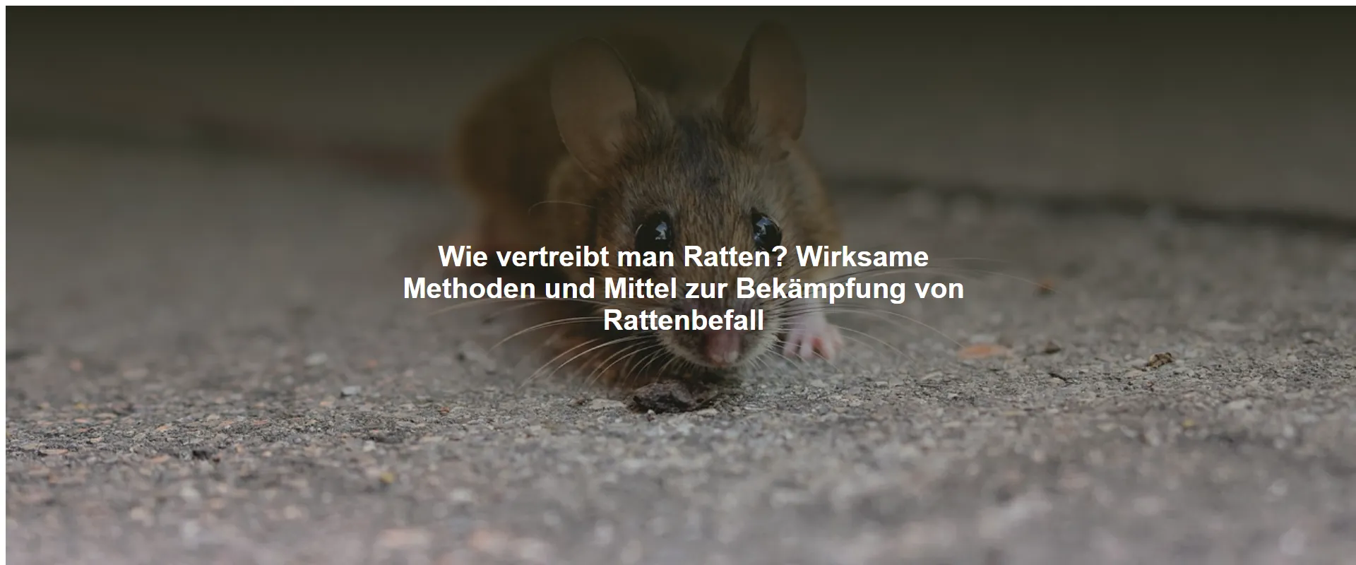 Wie vertreibt man Ratten? Wirksame Methoden und Mittel zur Bekämpfung von Rattenbefall