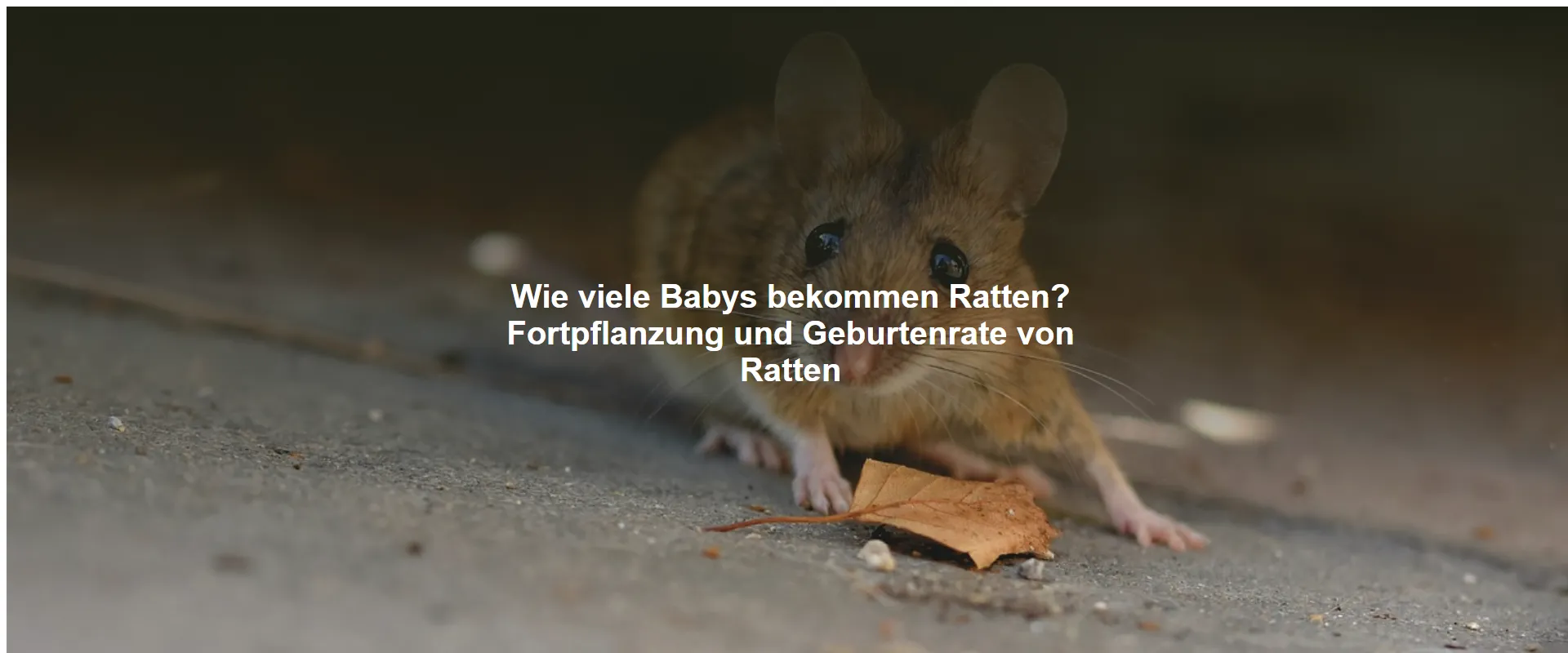 Wie viele Babys bekommen Ratten? Fortpflanzung und Geburtenrate von Ratten