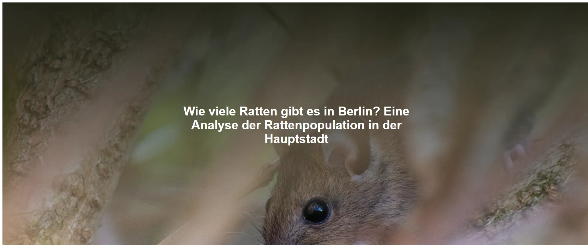 Wie viele Ratten gibt es in Berlin? Eine Analyse der Rattenpopulation in der Hauptstadt