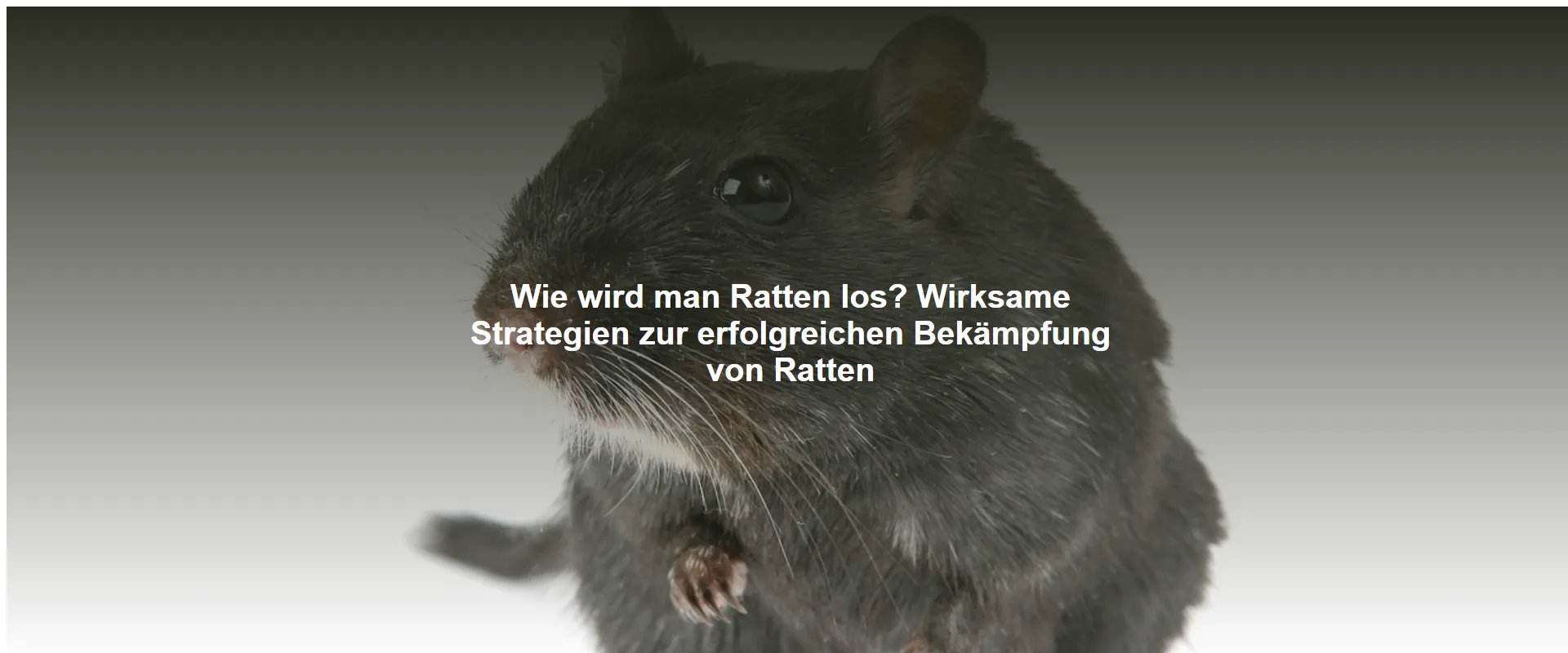 Wie wird man Ratten los? Wirksame Strategien zur erfolgreichen Bekämpfung von Ratten
